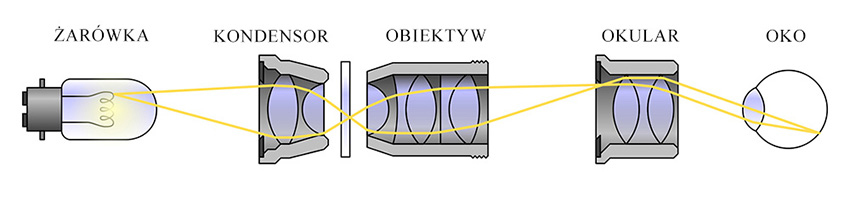 Elementy optyczne mikroskopu na schemacie z promieniami światła