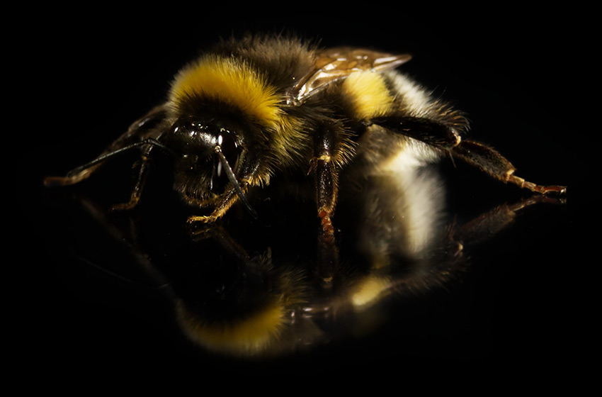 Obraz dzikiej pszczoły