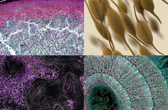 Fascynujące obrazy spod mikroskopu