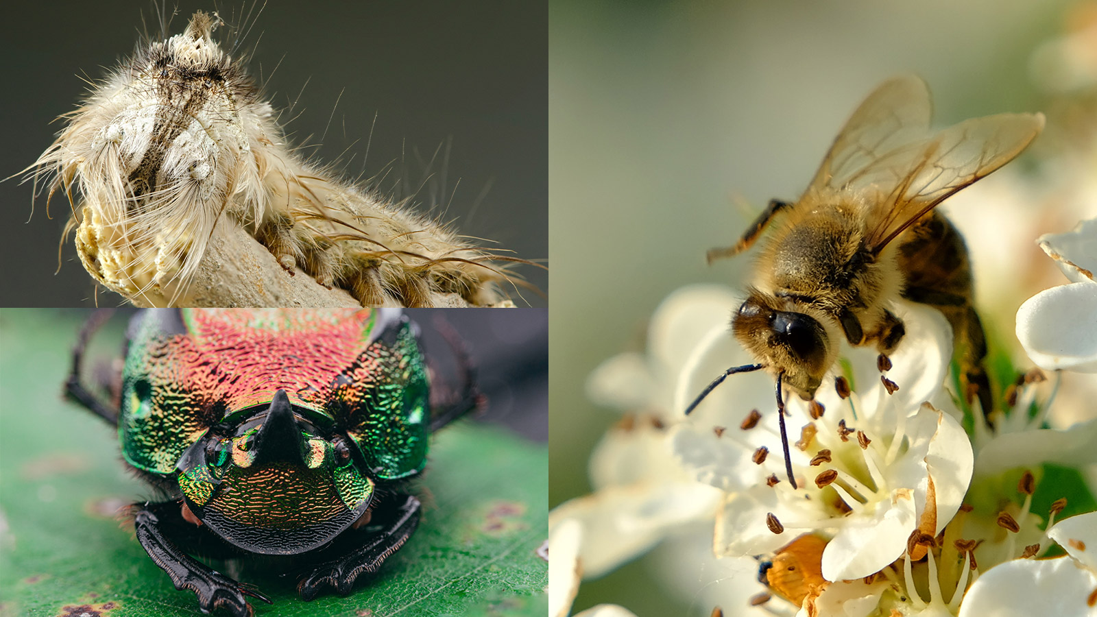 Zdjęcia: pszczoły, chrząszcza i gąsienicy bardzo dobrze przestawiają fakt rozmycia tła w makrofotografii.