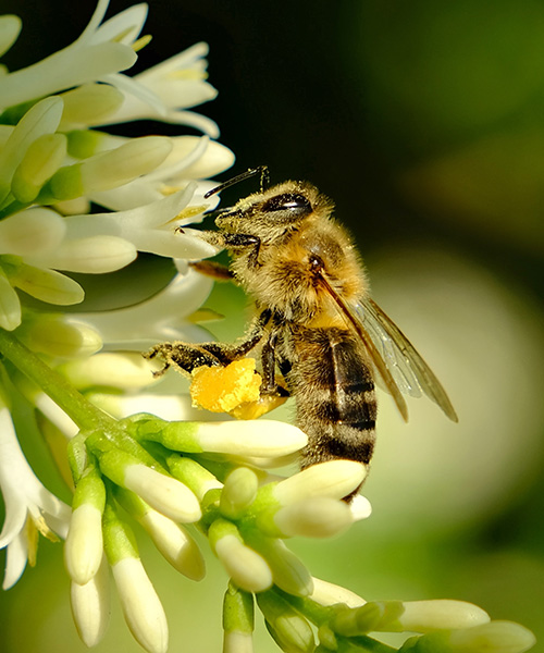 Pszczoła zbierająca pyłek z kwiatu