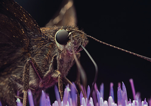 Motyl może nas zachwycić również swym tułowiem, nie tylko dużymi, barwnymi skrzydłami