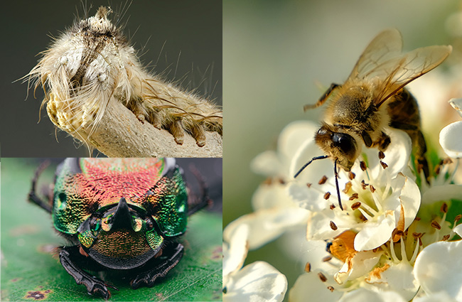 Czym jest makrofotografia?