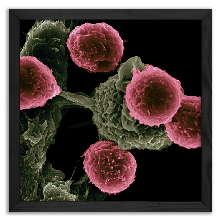 „Legitymizacja” komórki dendrytycznej przez limfocyt T.