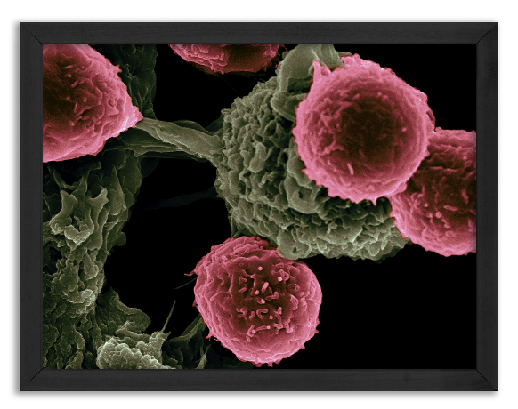 „Identification” by the dendritic cell of the T-lymphocyte.