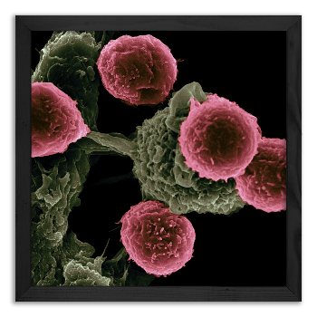 „Identification” by the dendritic cell of the T-lymphocyte.