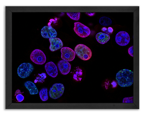 Ludzka komórka jelita grubego podczas reprodukcji