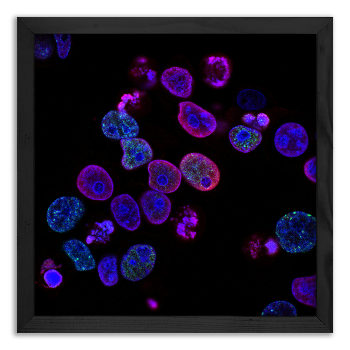 Human Colon Cell During Reproduction