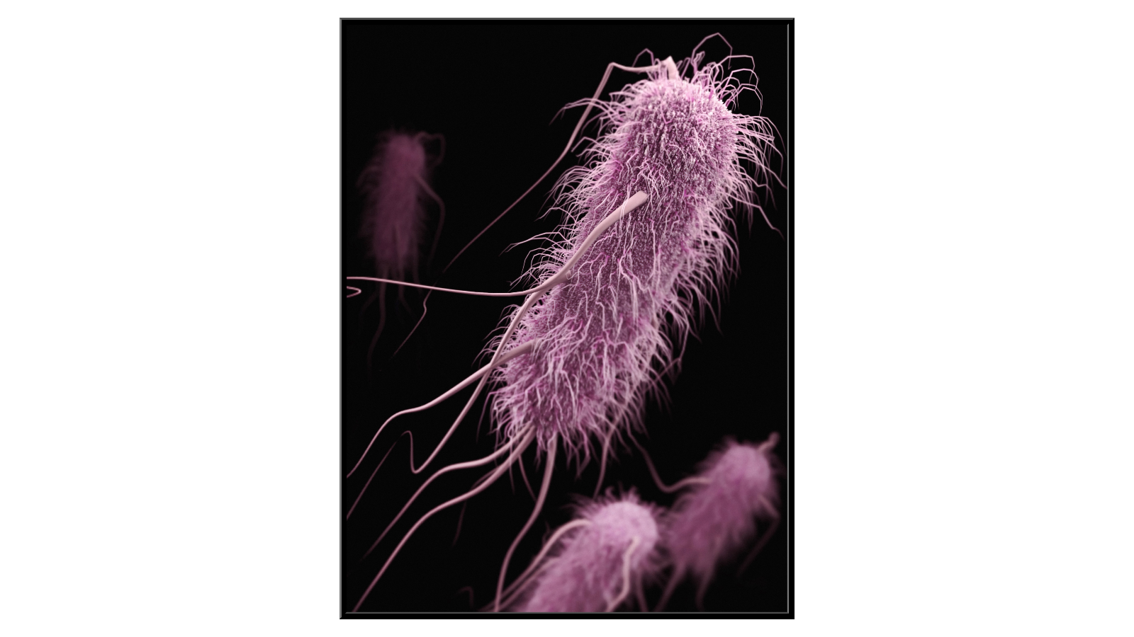 Pożyteczne bakterie Escherichia Coli 