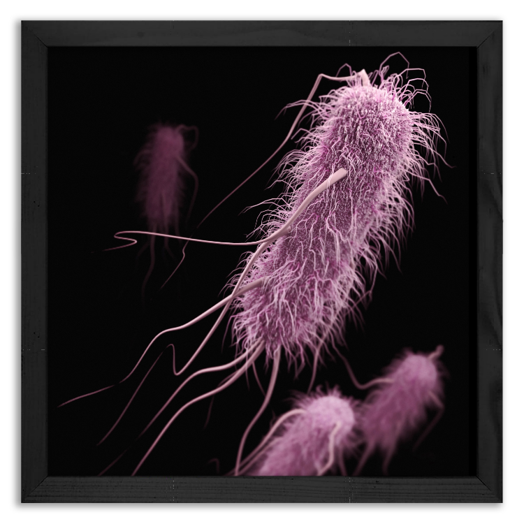 Pożyteczne bakterie Escherichia coli