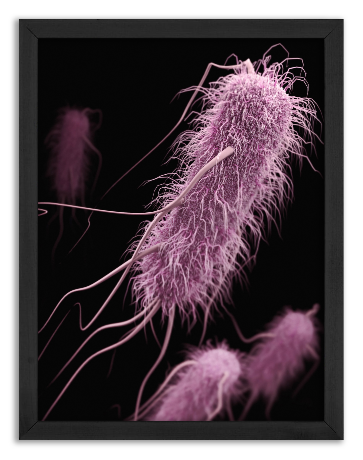 Pożyteczne bakterie Escherichia coli