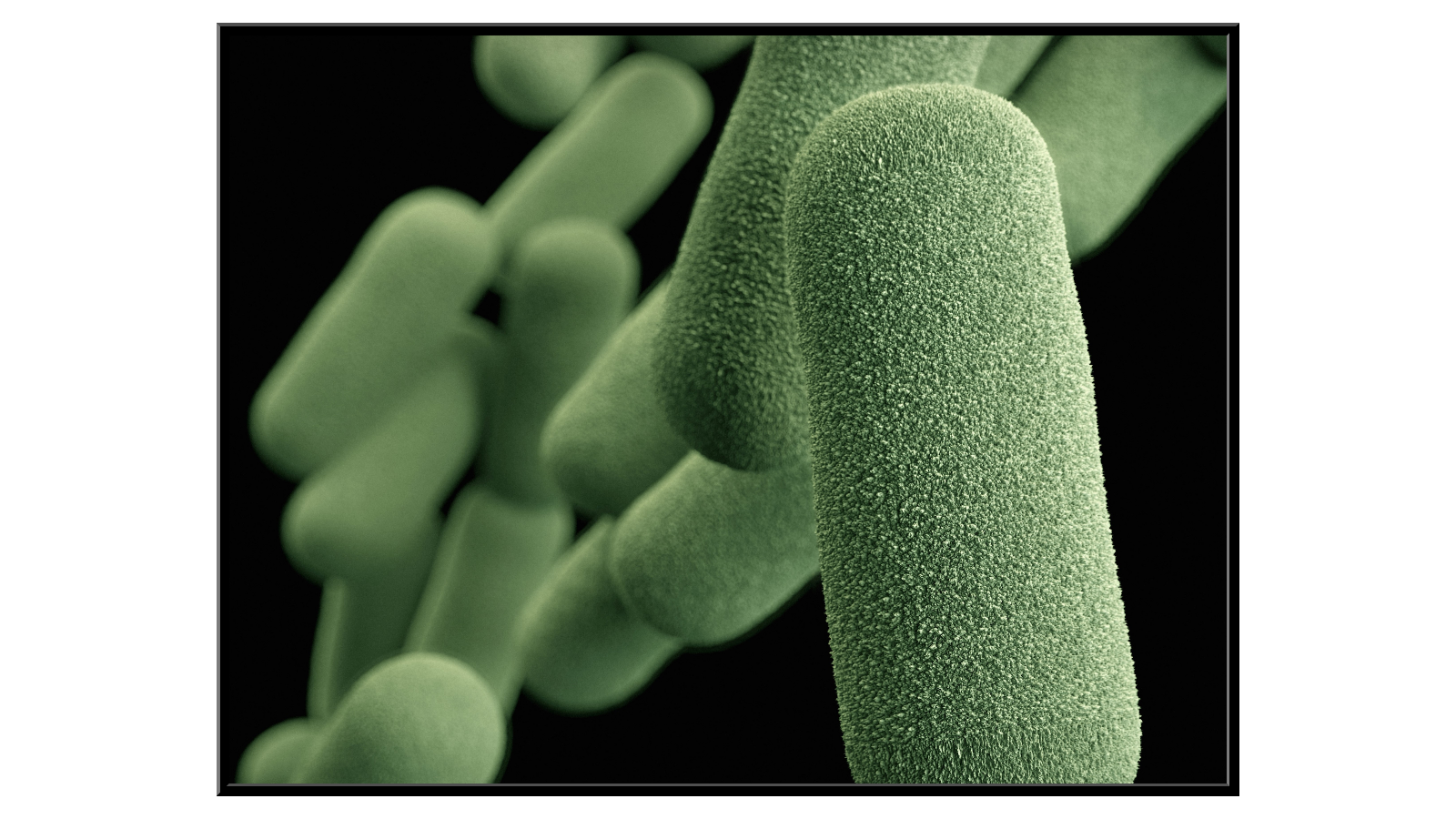 Influenza bacteria