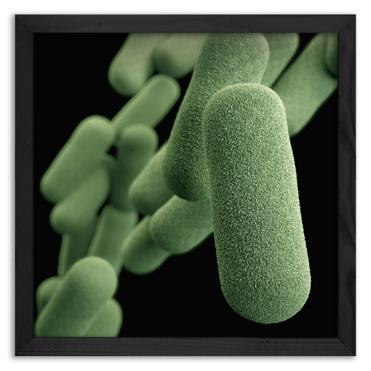 Bakteria grypy