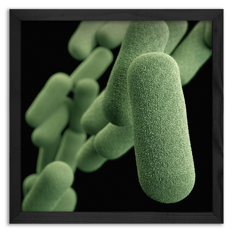 Influenza bacteria
