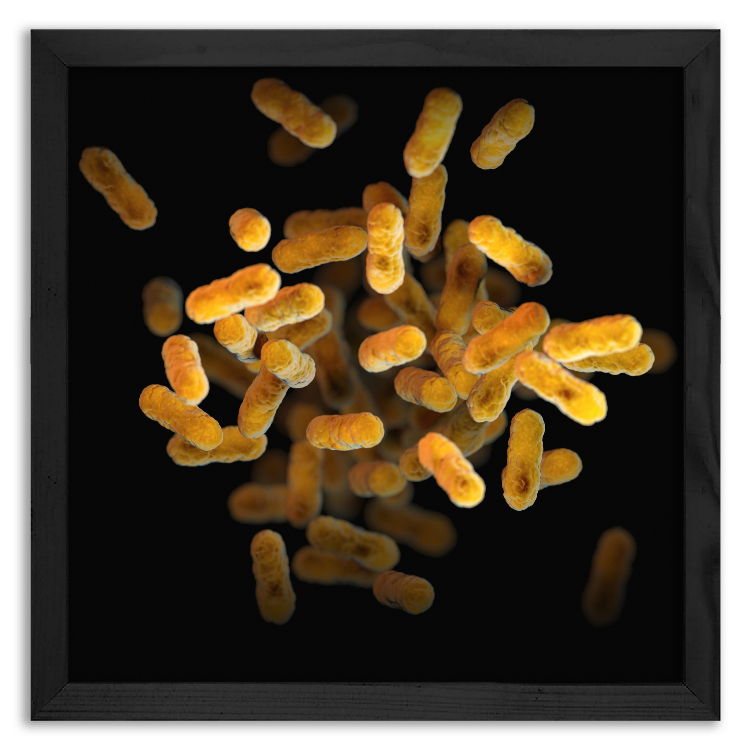 Bakteria grypy - 2