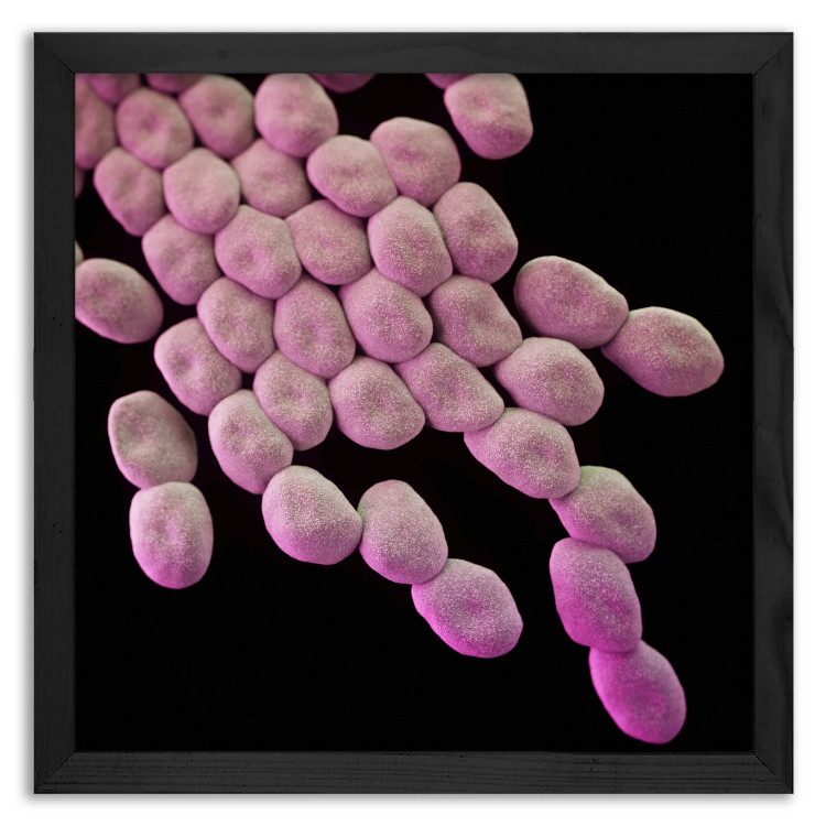 Acinetobacter Bacteria Colony