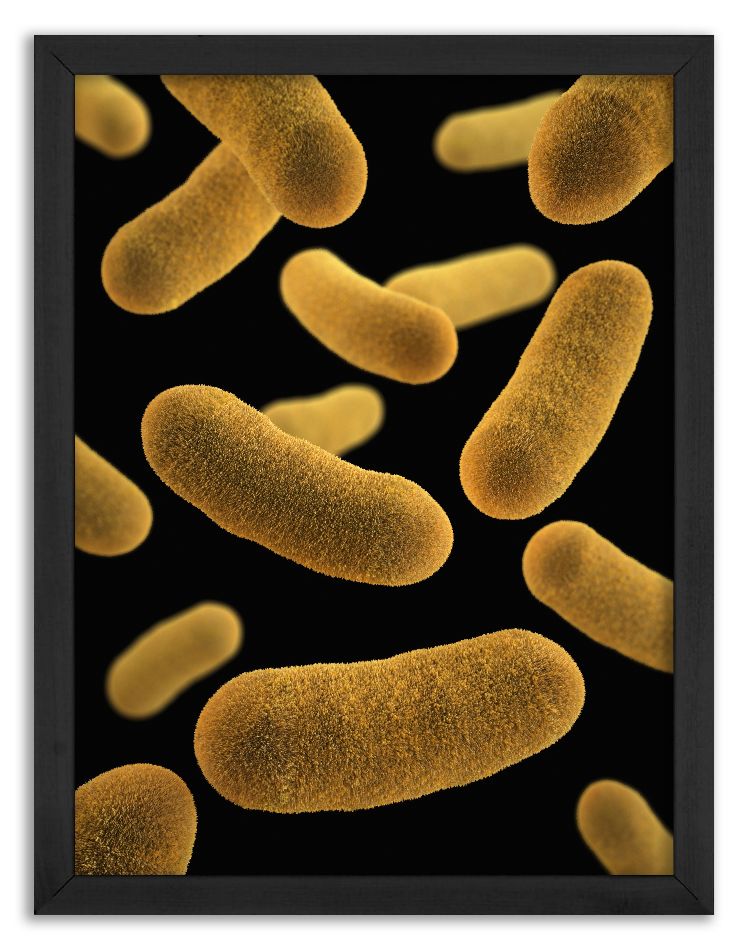 Yersinia enterocolitica Bacteria