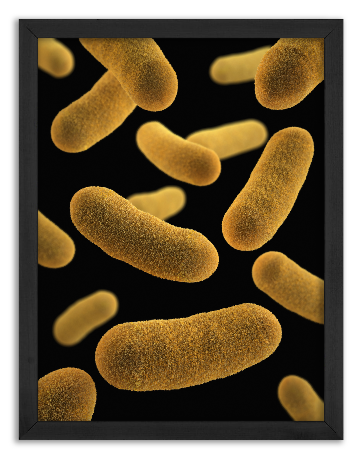 Bakteria Yersinia Enterocolitica