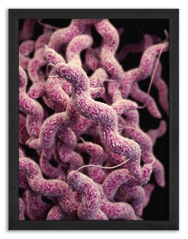 Bakterie Campylobacter