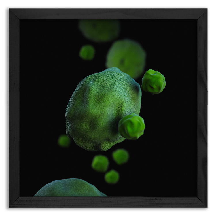 Chlamydophila pneumoniae bacteria