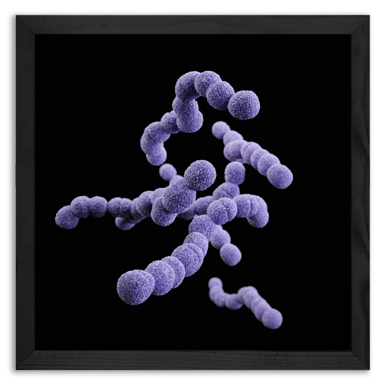 Streptococcus Agalactiae bacteria