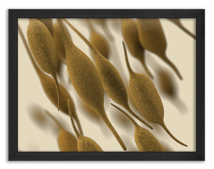Bakteria Mycoplasma pneumoniae