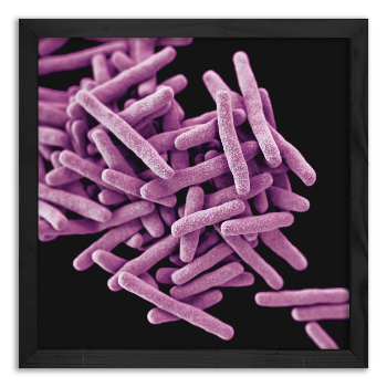 Mycobacterium Tuberculosis bacteria