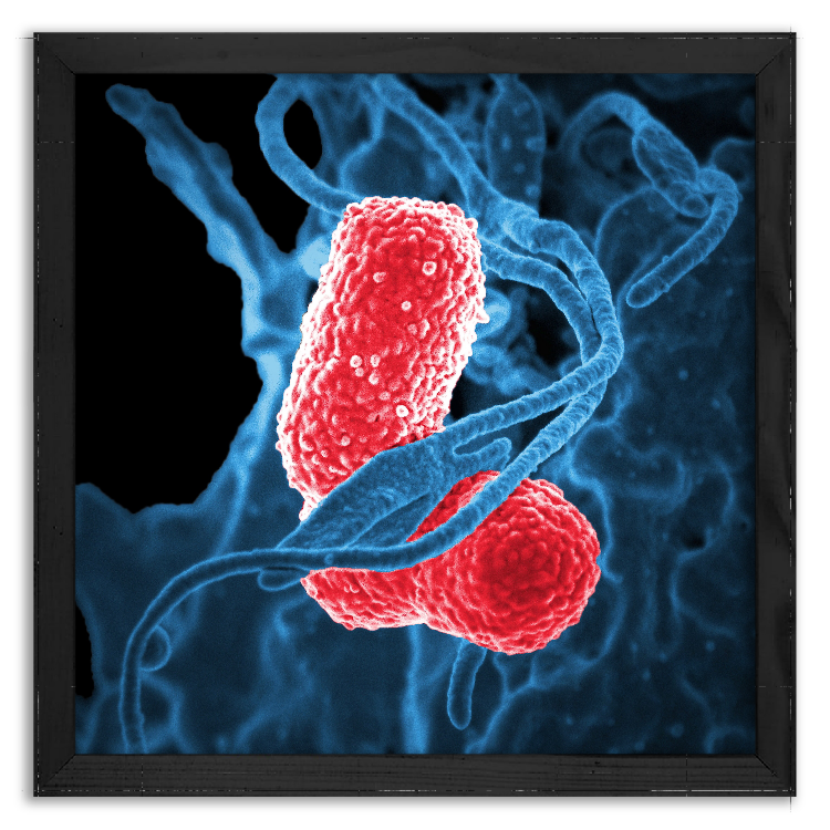 White blood cell combats pneumonia-causing bacteria