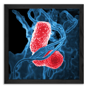 White blood cell combats pneumonia-causing bacteria