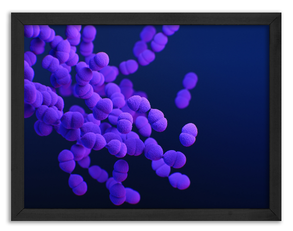 Model kolonii bakterii Streptococcus pneumoniae