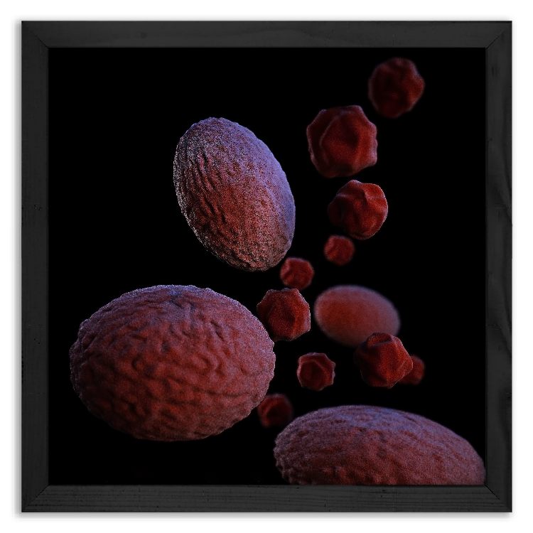 Bakteria Chlamydia Psittaci