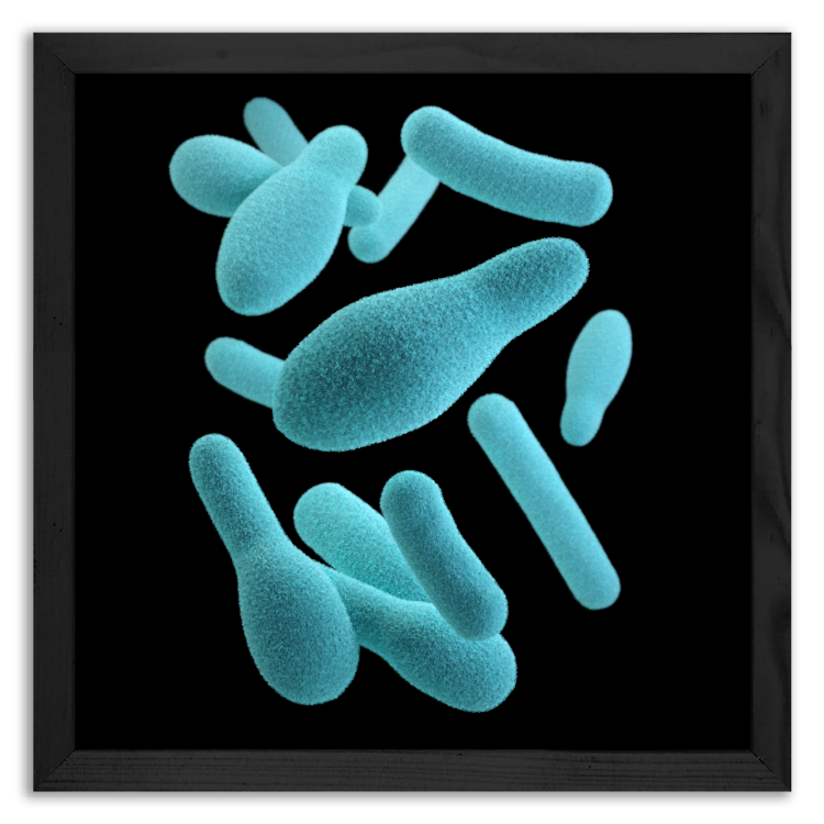 Bakterie w kształcie maczugi