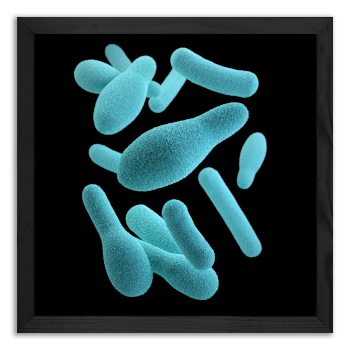 Club-shaped bacteria