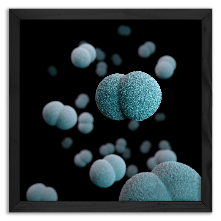 Bakteria Neisseria meningitidis