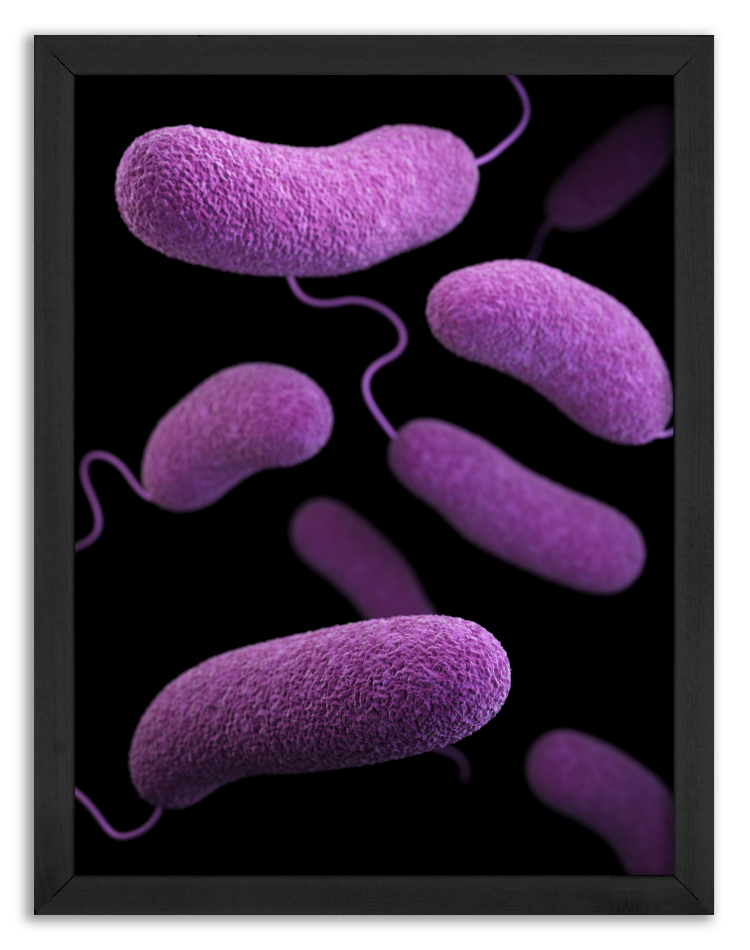 Vibrio parahaemolyticus bacteria
