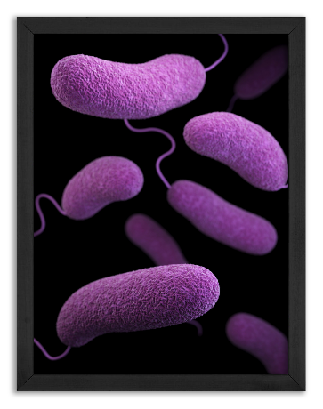 Vibrio parahaemolyticus bacteria