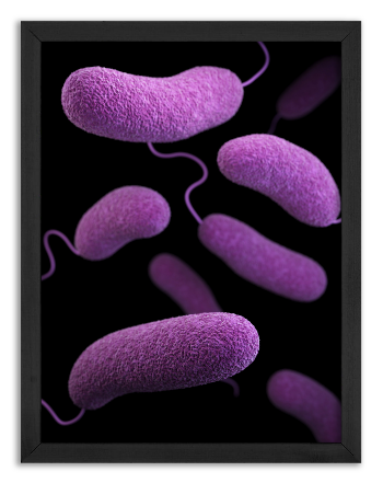 Bakteria Vibrio parahaemolyticus