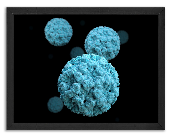 Model wirusa Norovirus