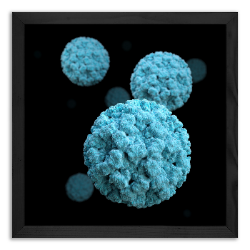 Norovirus model