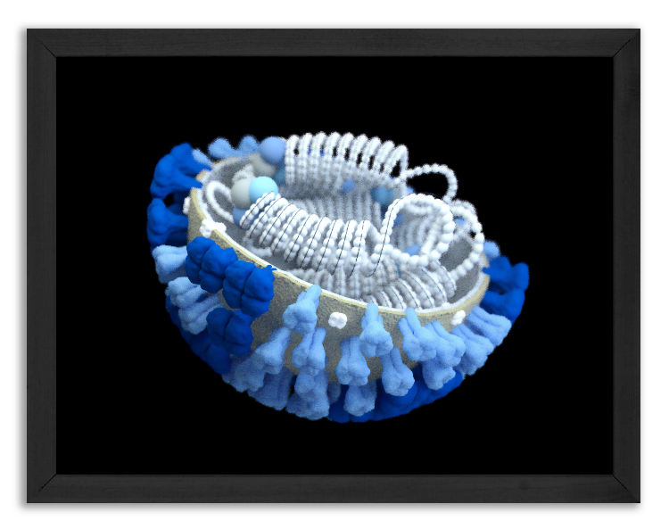 Przekrój wirusa grypy