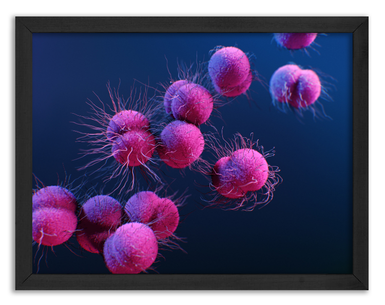 Neisseria Gonorrhoeae bacteria