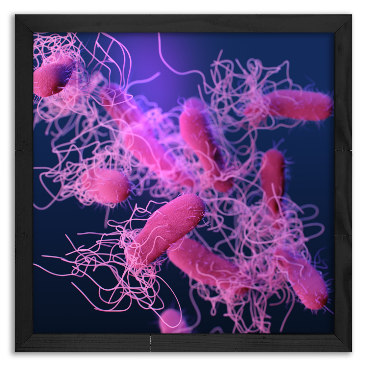 Bakteria Salmonelli