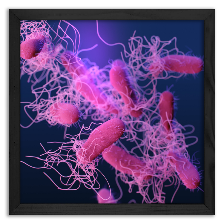 Salmonella Bacteria