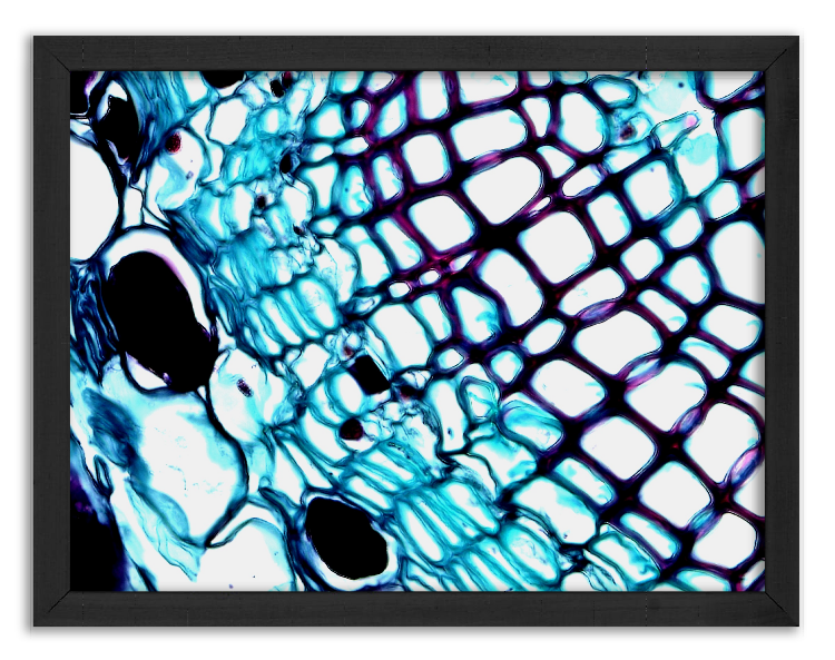 Przekrój korzenia sosny x400