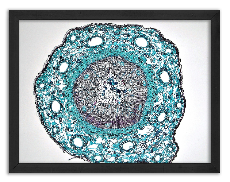 Cross-section of a one-year-old pine stem x40