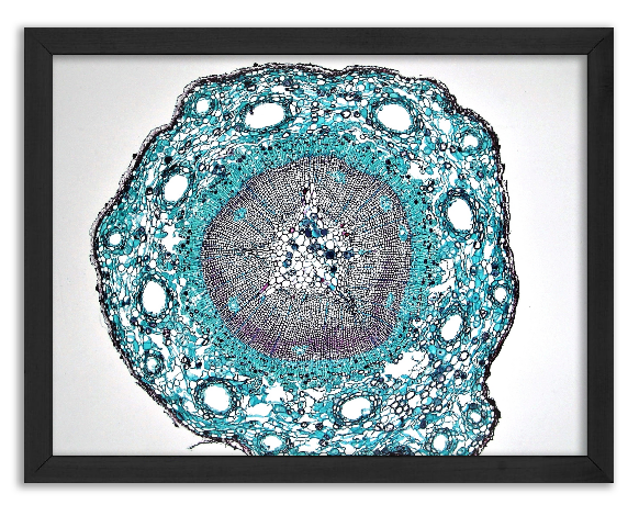 Cross-section of a one-year-old pine stem x40