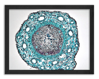 Cross-section of a one-year-old pine stem x40