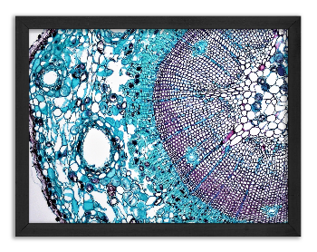 Cross-section of a one-year-old pine stem x100