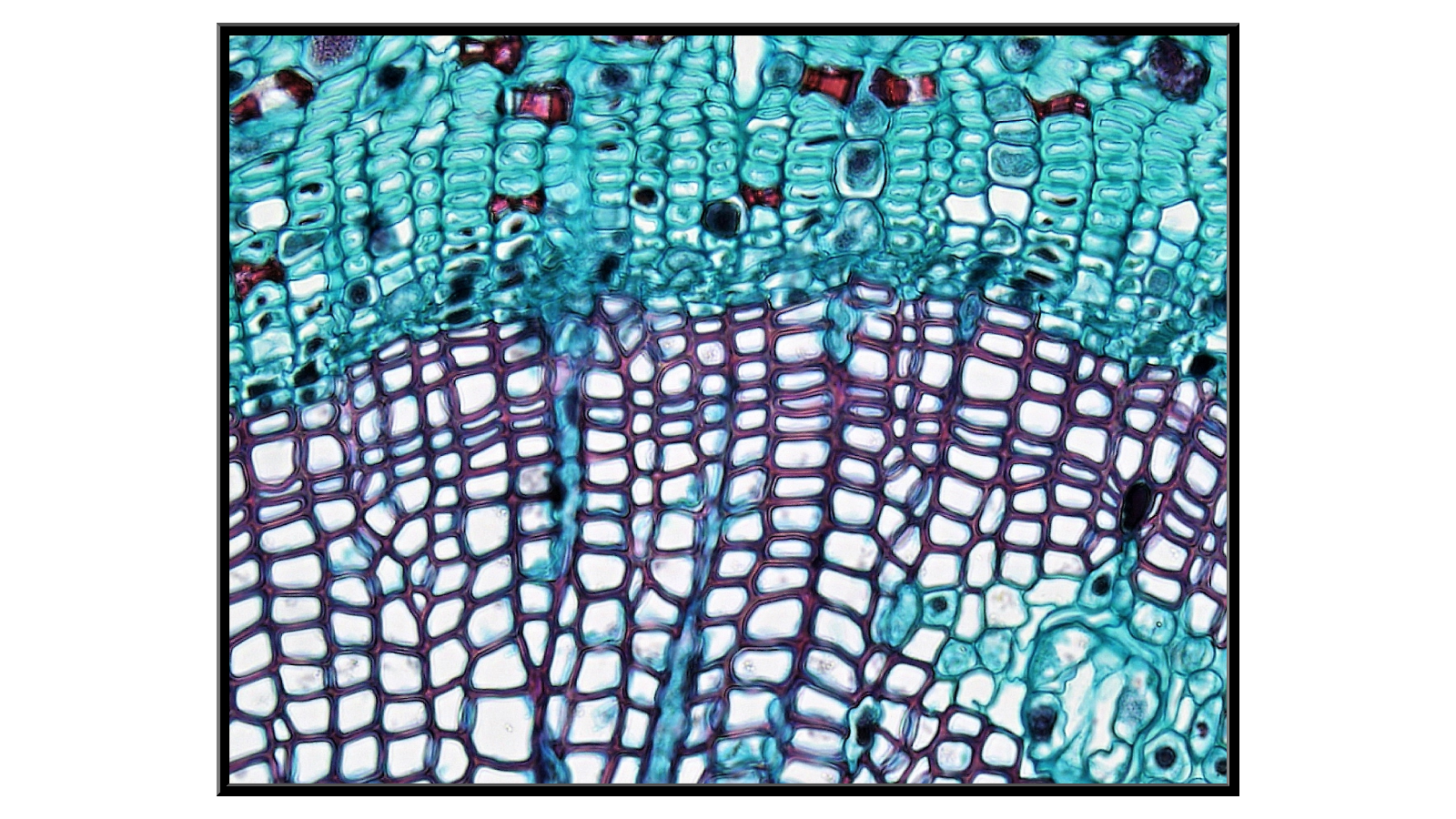 Cross-section of a one-year-old pine stem x400