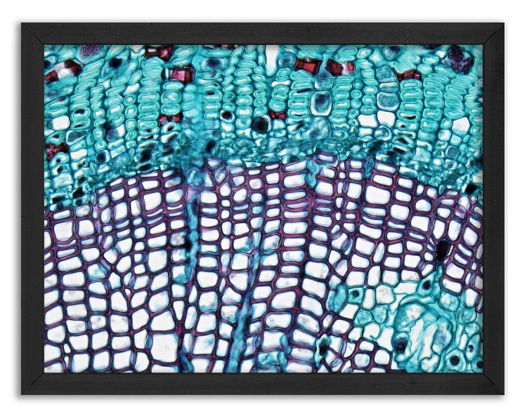 Cross-section of a one-year-old pine stem x400